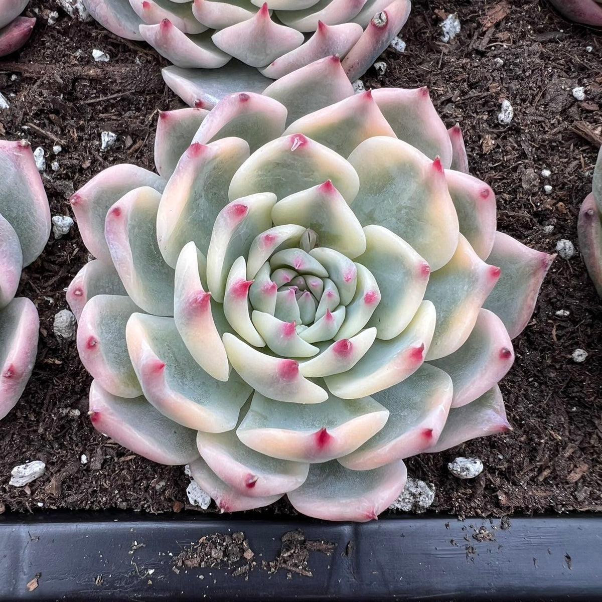 Echeveria outlet Gibbiflora Metalica Variegated with Long Stem Ultra Rare Succulents Imported from Korea - 0025