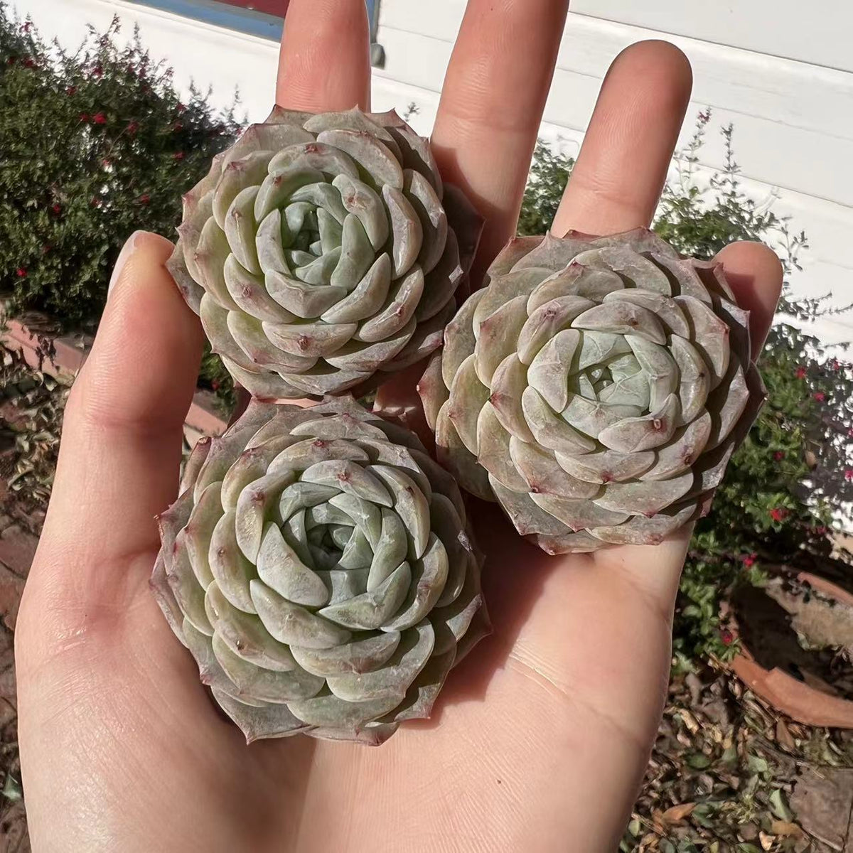 Echeveria popular Crispate Beauty double head #8- Rare Korean Import Succulent- Free Priority Mail Shipping!!