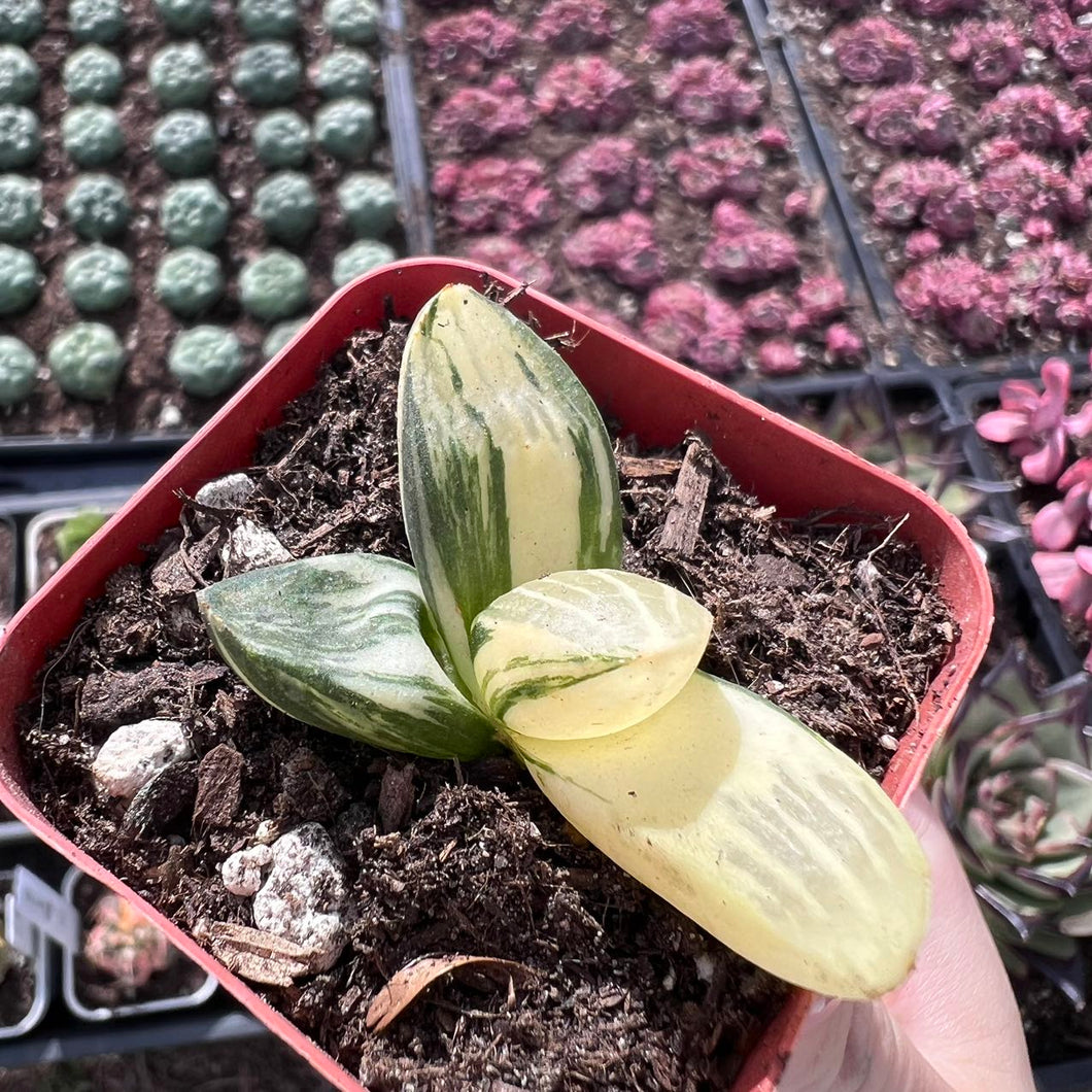 Haworthia springbokvlakensis variegated Rare Succulent Live Plant Live Succulent Cactus