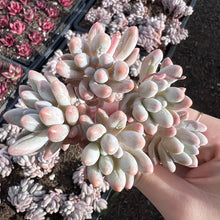 Load image into Gallery viewer, Pachyphytum &#39;Machucae&#39; Baby finger Rare Succulent Imported from Korea Live Plant Live Succulent Cactus
