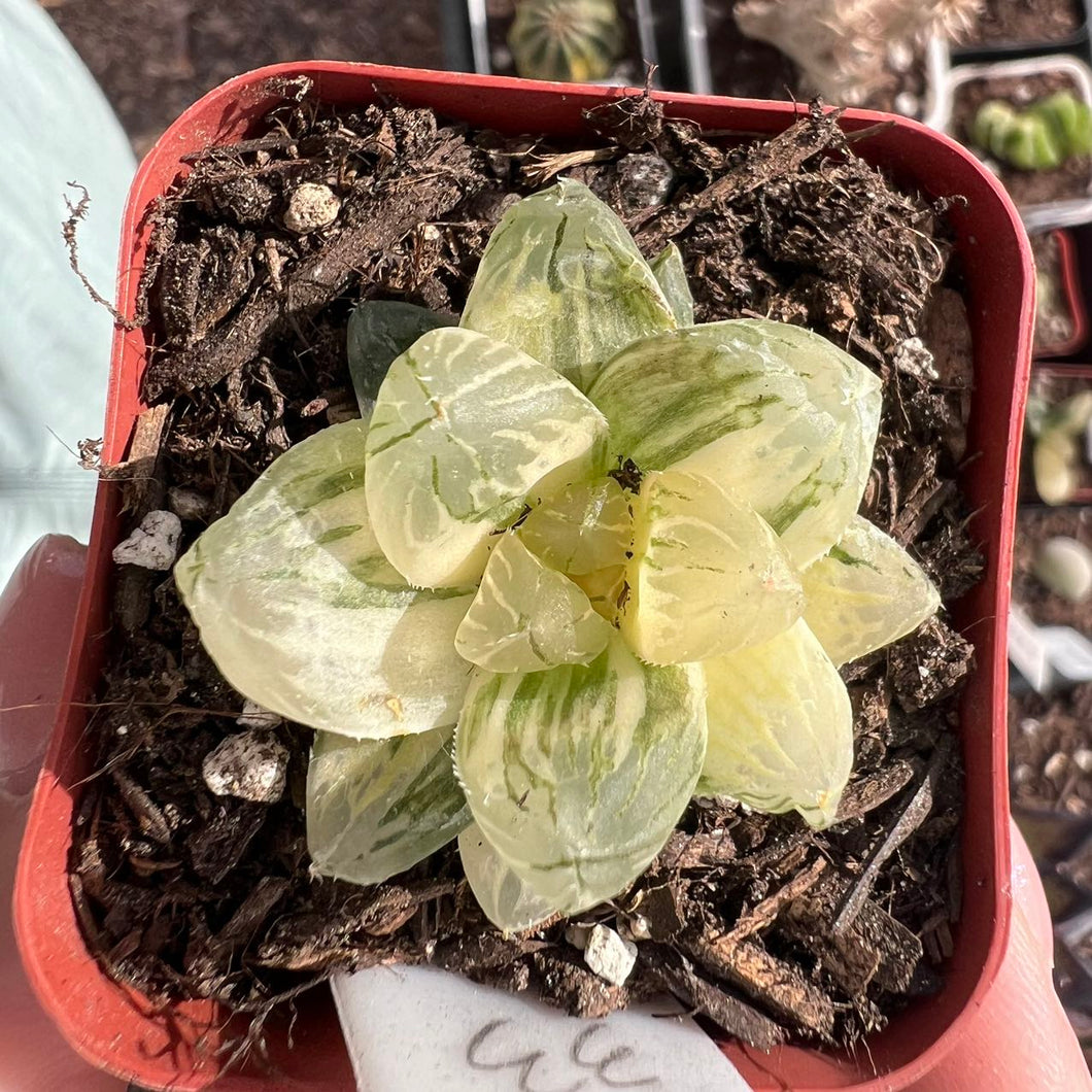 Haworthia obtuse variegated Rare Succulent Live Plant Live Succulent Cactus