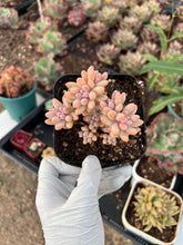 Load image into Gallery viewer, Pachyphytum &#39;Machucae&#39; Baby finger Rare Succulent Imported from Korea Live Plant Live Succulent Cactus
