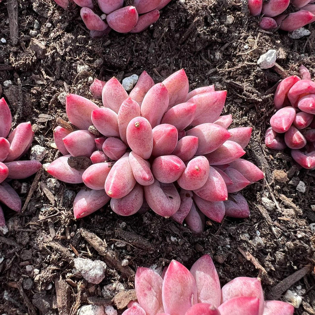 Pachyphytum Princess gold fish Rare Succulent Live Plant Live Succulent Cactus