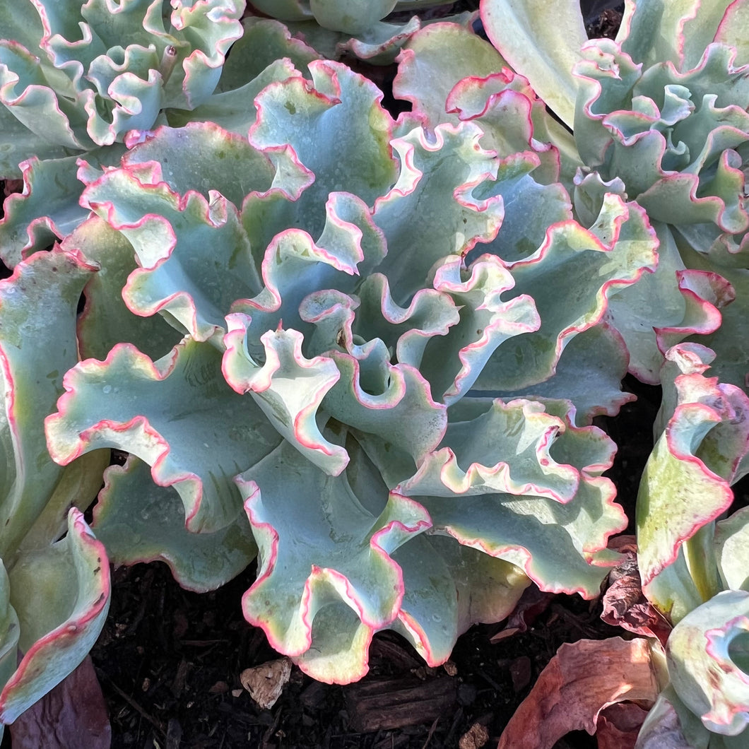 Echeveria Aquarius Rare Succulent Live Plant Live Succulent Cactus