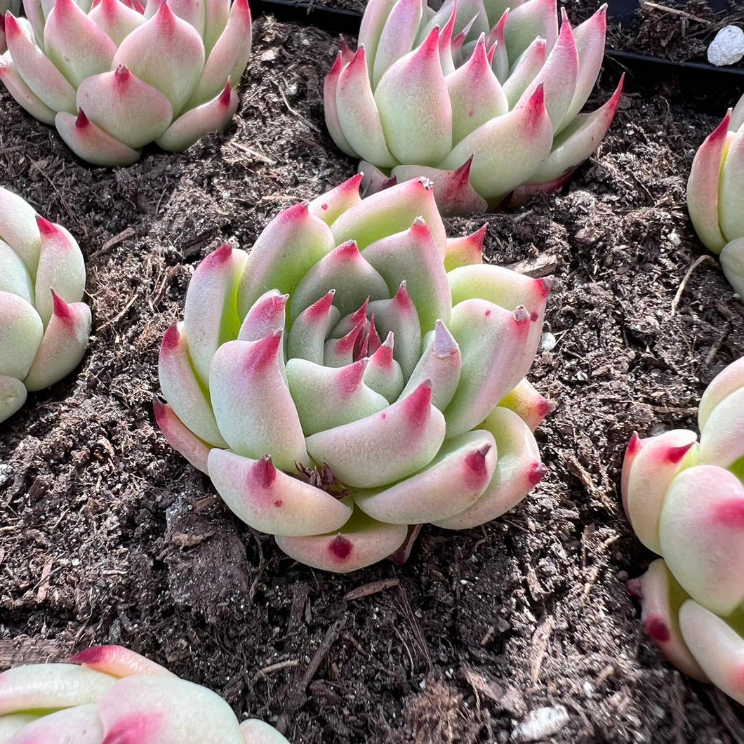 Echeveria toka Rare Succulent Live Plant Live Succulent Cactus