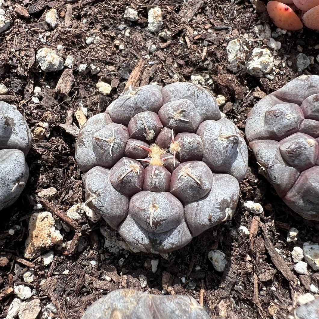 Gymnocalycium prochazkianum