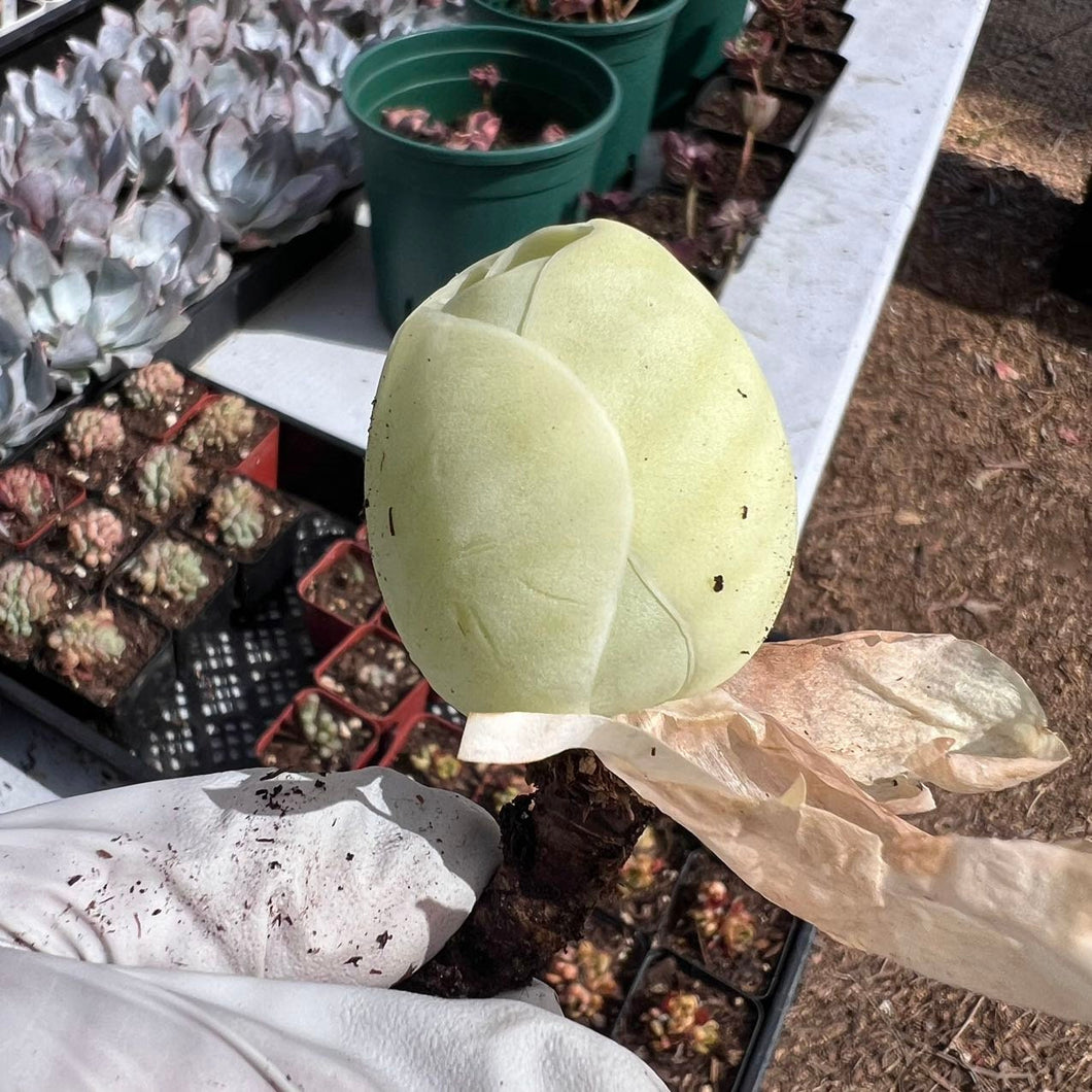 Aeonium diplocyclum var. gigantea