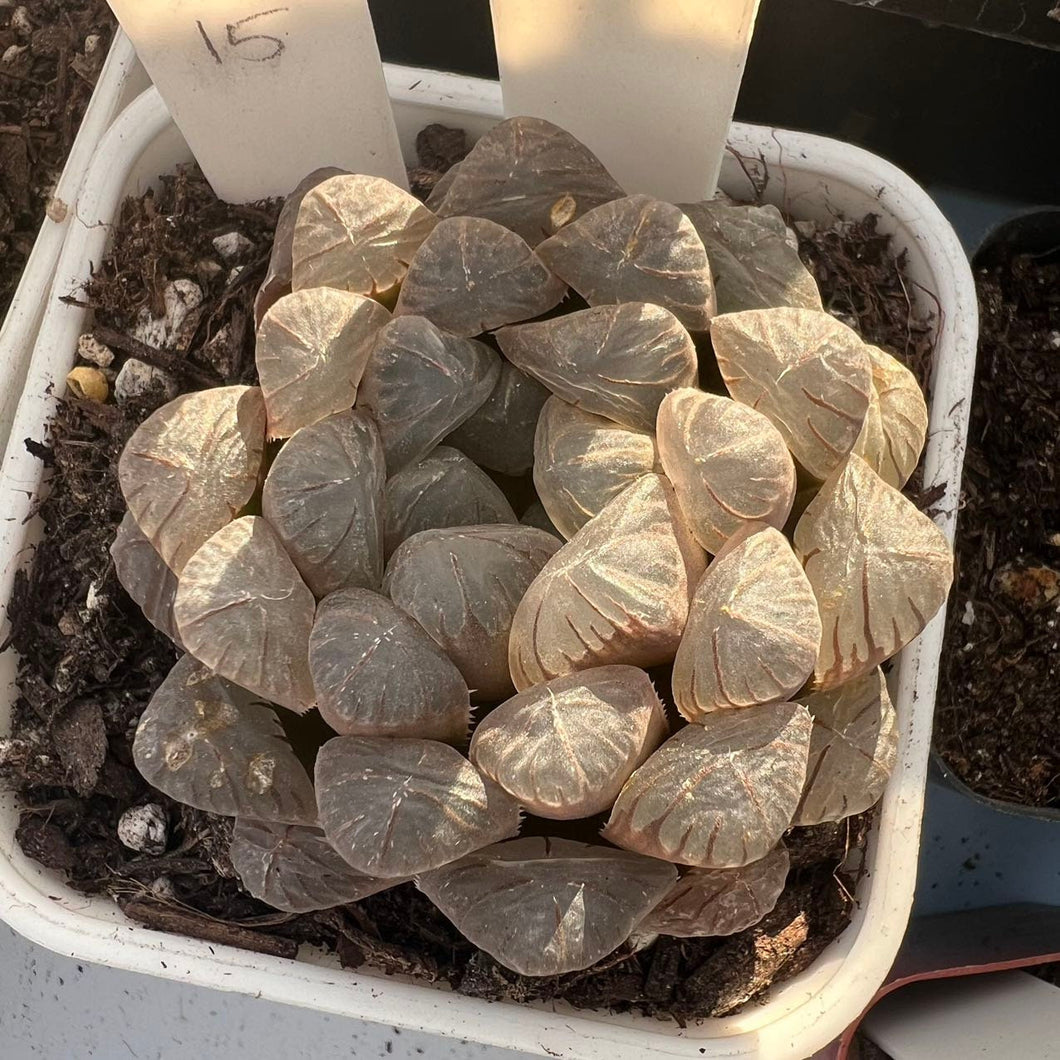 Haworthia Cooperi Ice Lantern