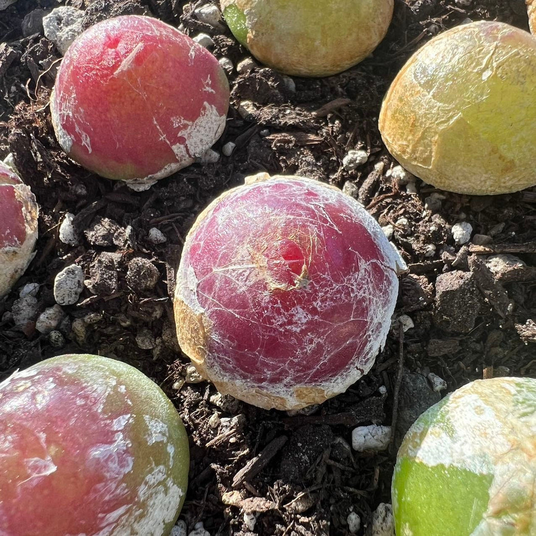 Conophytum burgeri large