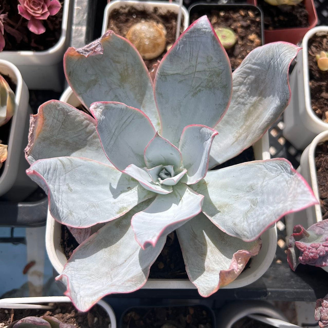 Echeveria cante