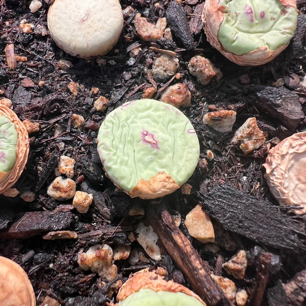 Conophytum pagea 0.5