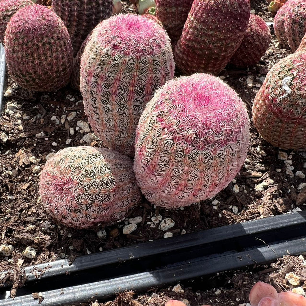 Echinocereus rigidissimus var. rubrispinus Rainbow Cactus Rainbow Hedgehog Cactus Large