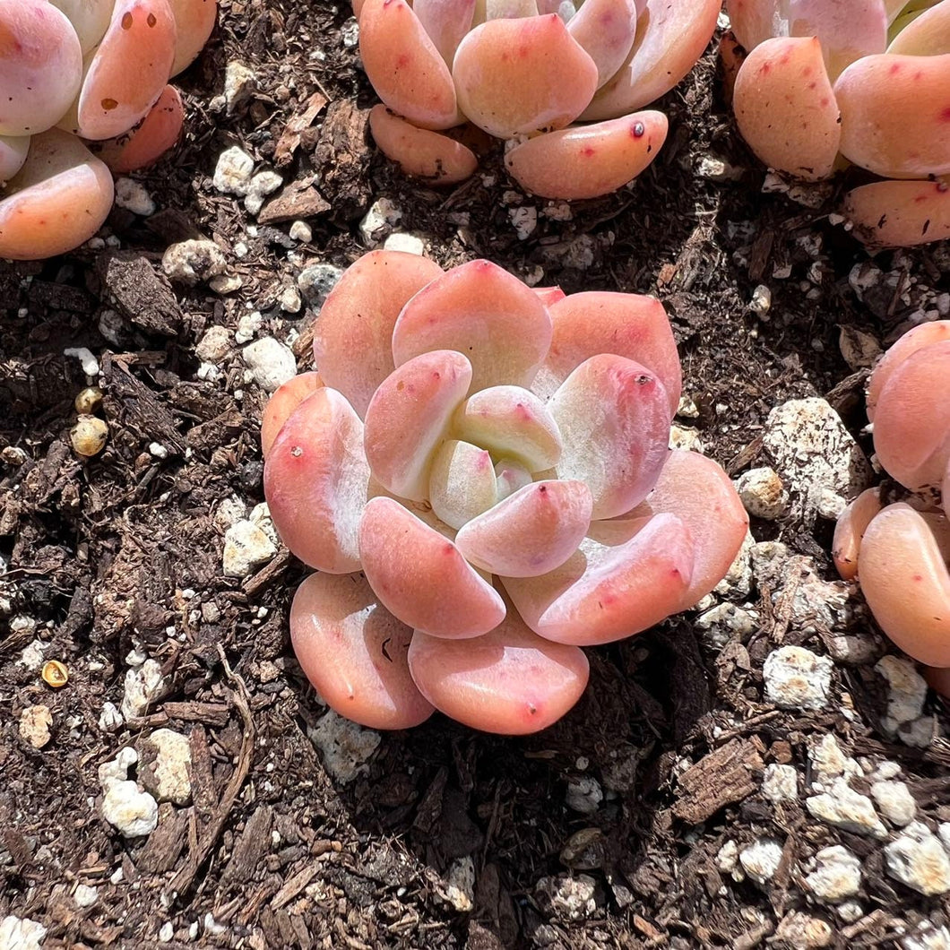 Echeveria pink orange