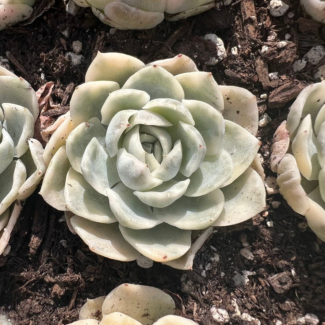 Echeveria Mexican Snowball Variegated