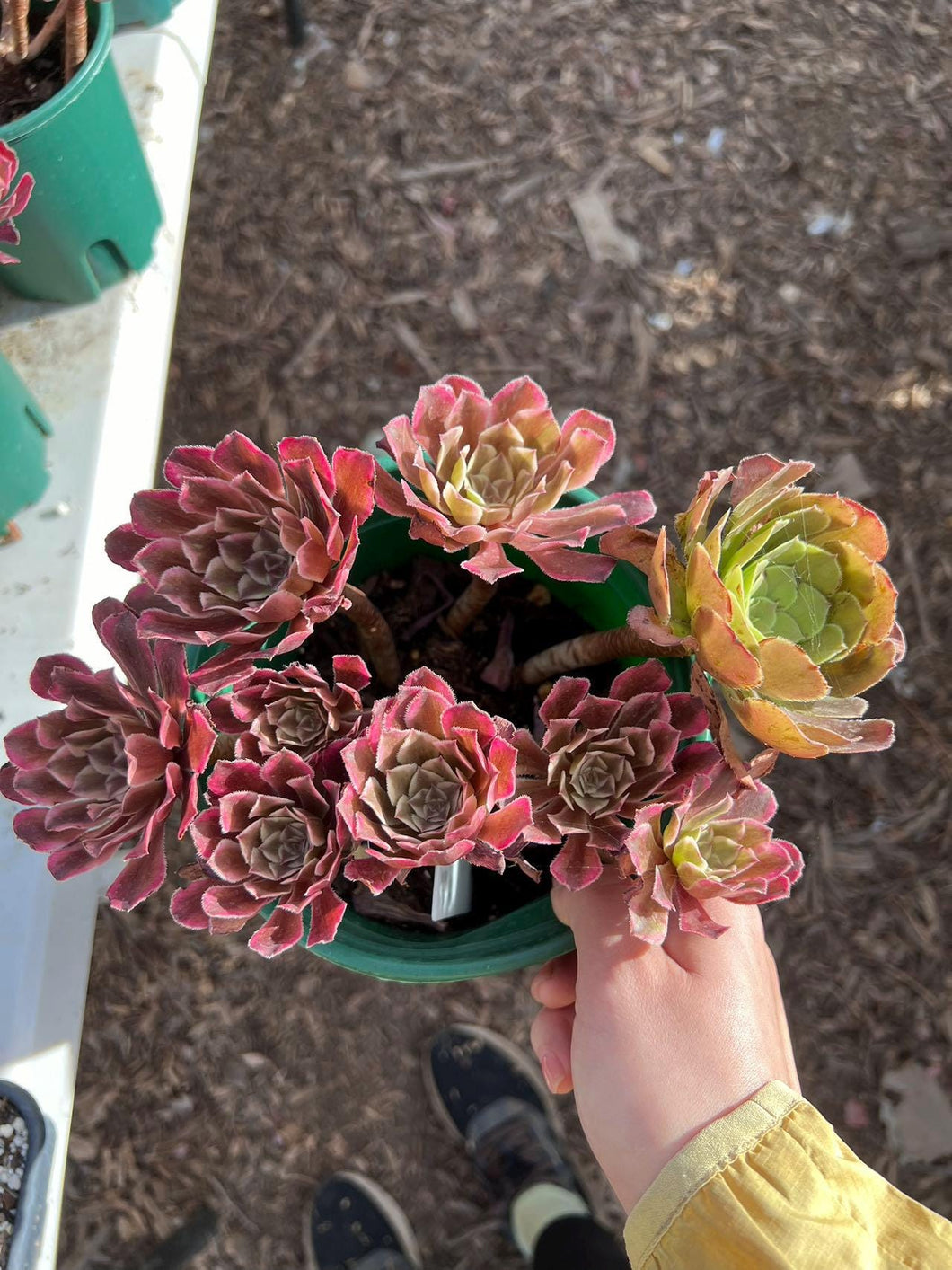 Aeonium lang xian