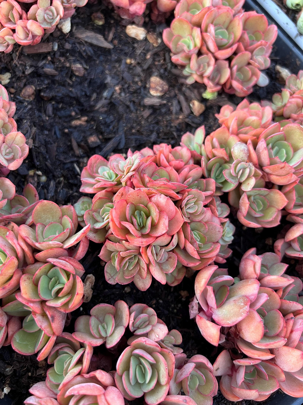 Echeveria suyon