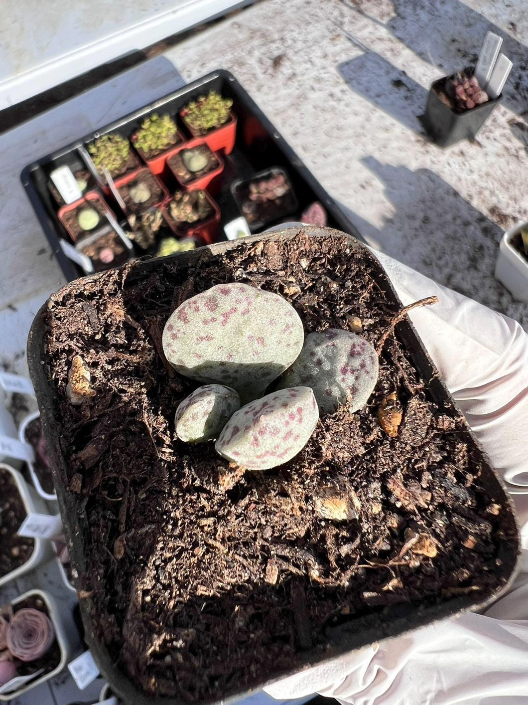 Adromischus Hallii Hyb. Rare Succulent Live Plant Live Succulent Cactus