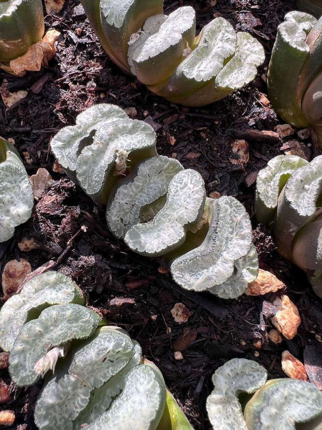 Haworthia truncata hyb. ‘shoubing’ Rare Succulent Live Plant Live Succulent Cactus