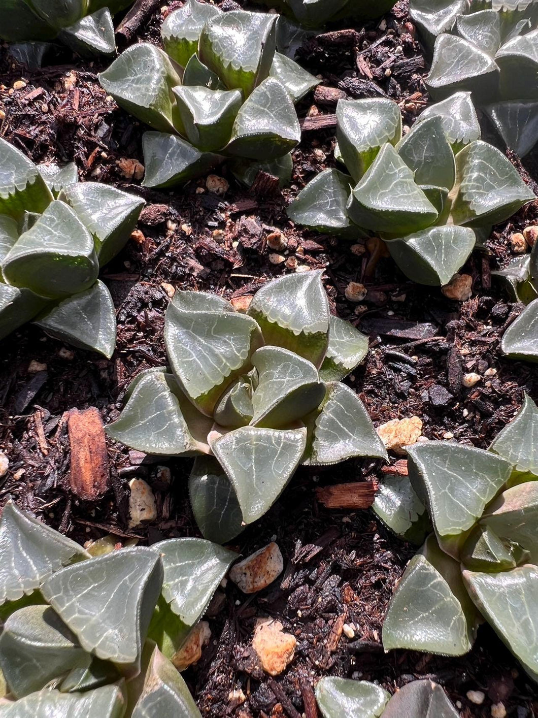 Haworthia Correcta 'Dragon's Beard' 'Ryu' Rare Succulent Live Plant Live Succulent Cactus