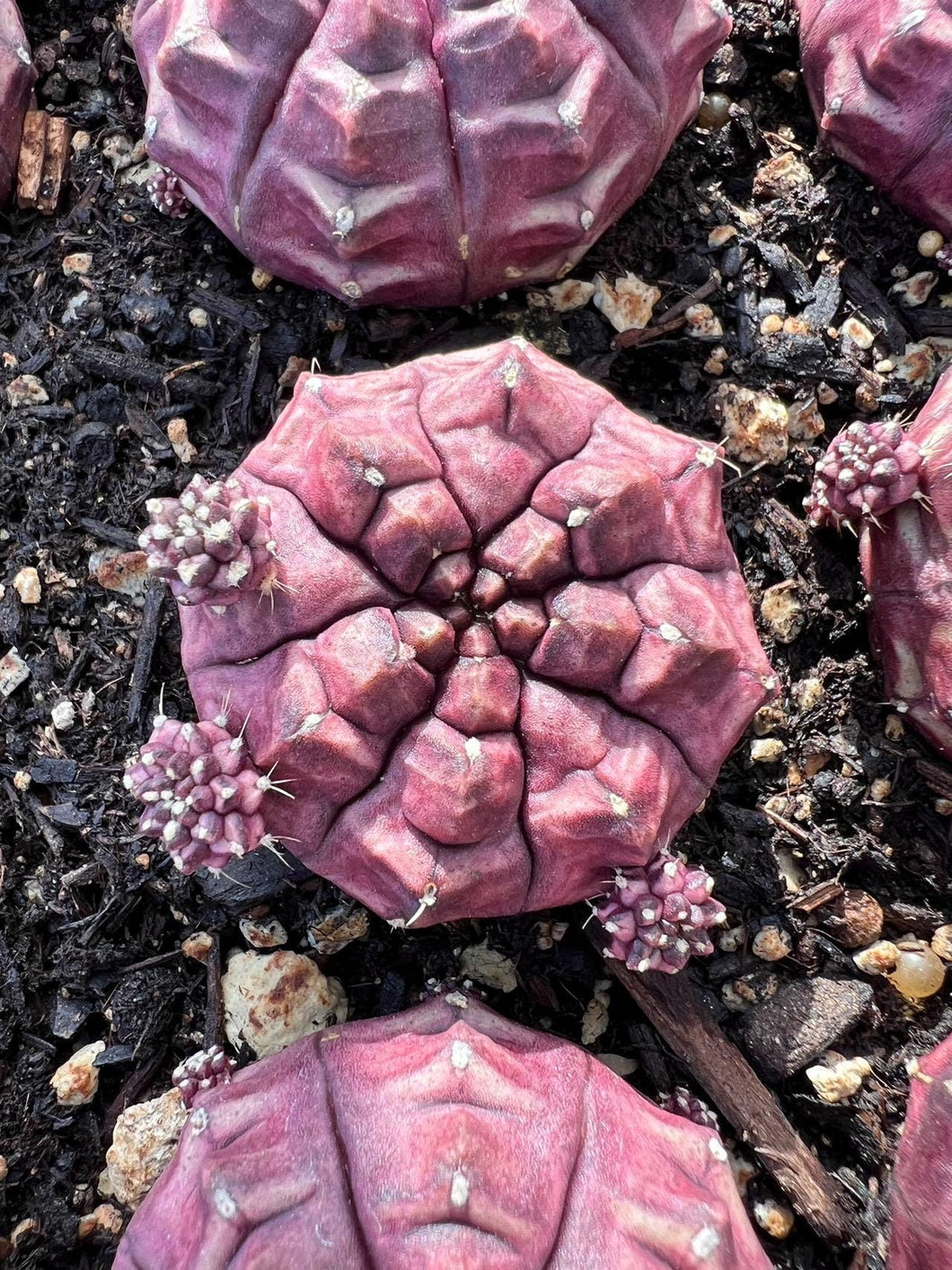 Gymnocalycium daydream Rare Succulent Live Plant Live Succulent Cactus