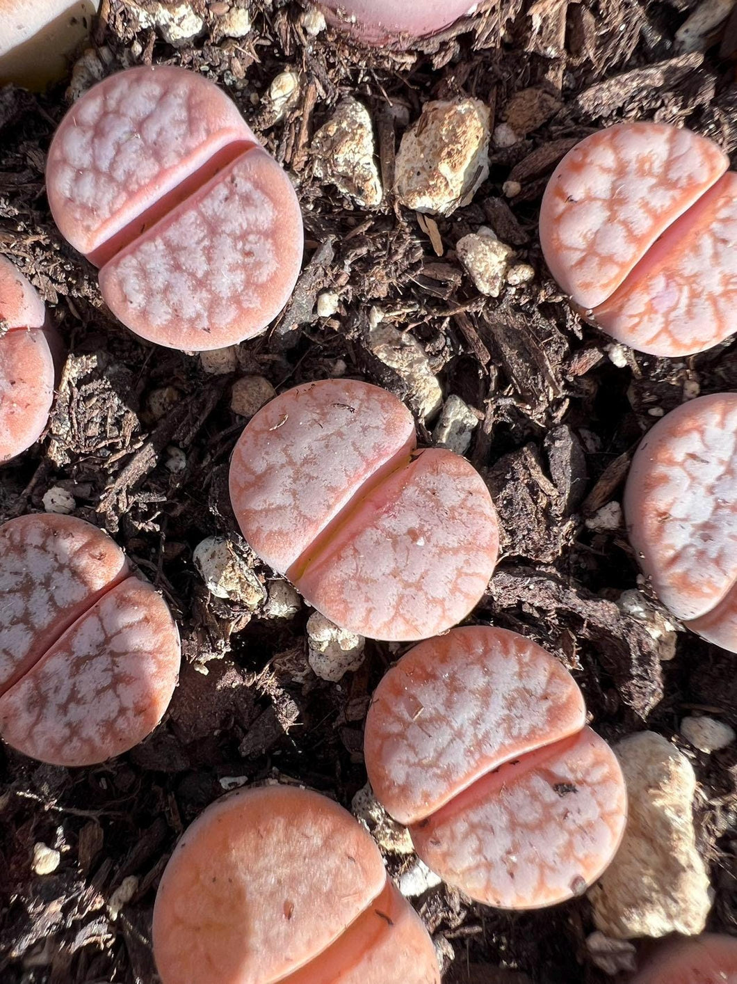 Lithops gracilidelineata 'café au lait' C309A Rare Succulent Live Plant Live Succulent Cactus