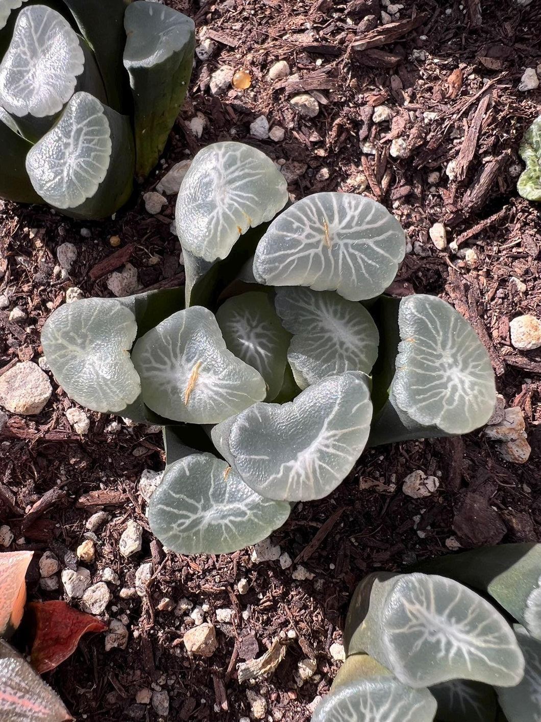 Haworthia maughanii Aurora Rare Succulent Live Plant Live Succulent Cactus