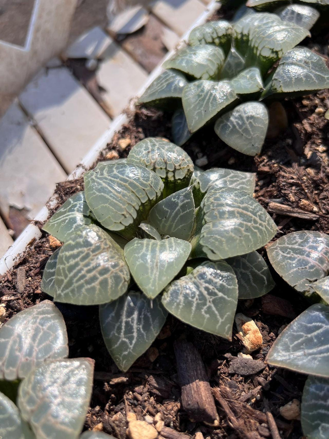 Haworthia crystal 101/N suishou 101 Rare Succulent Live Plant Live Succulent Cactus