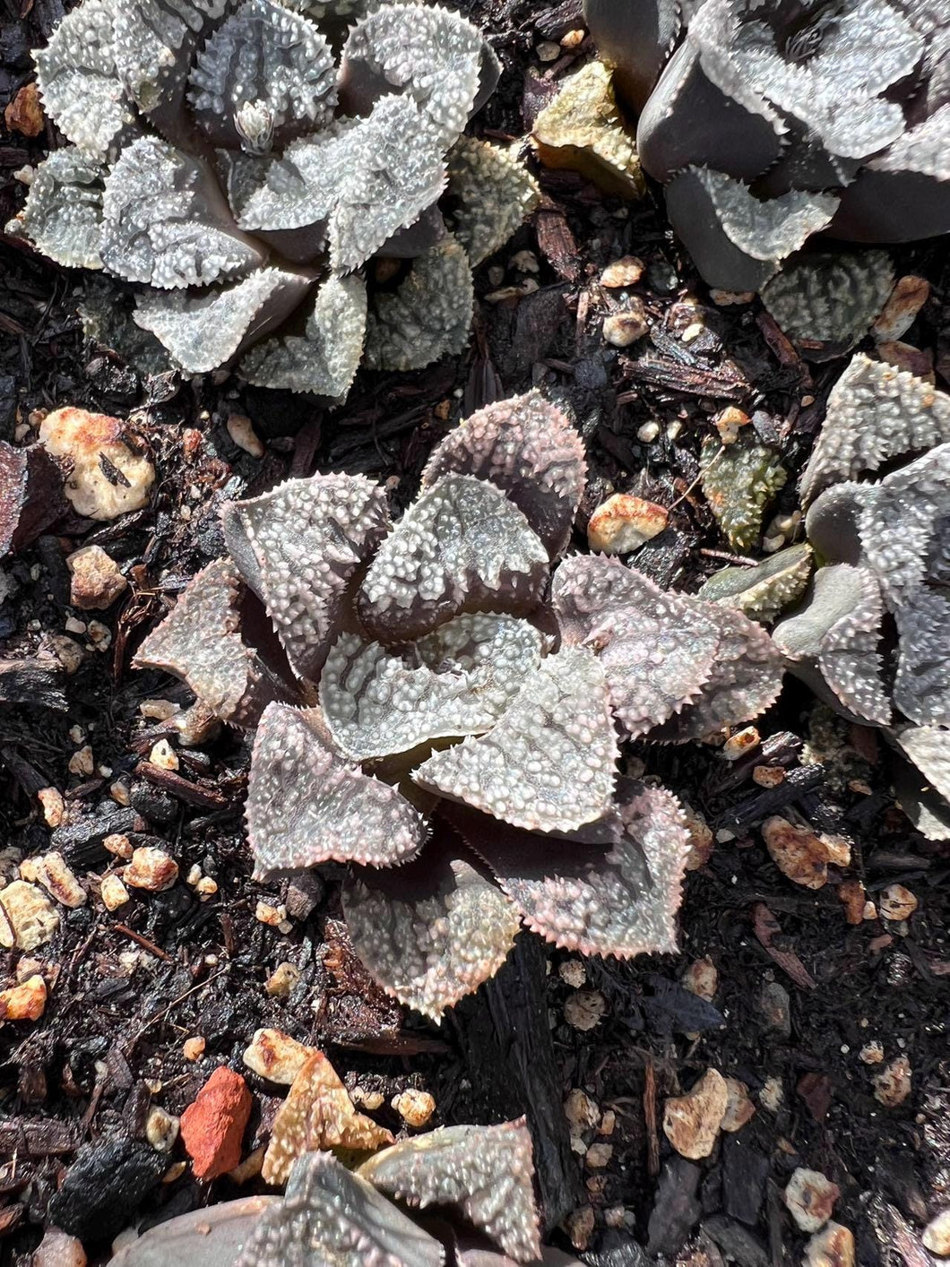 Haworthia blue diamond Rare Succulent Live Plant Live Succulent Cactus