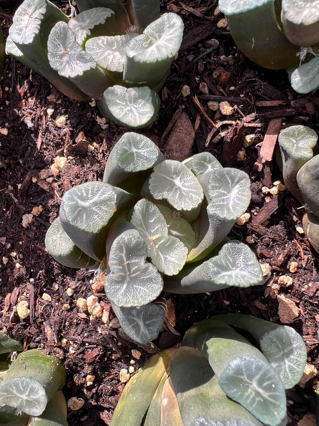 Haworthia maughanii yamamoto Rare Succulent Live Plant Live Succulent Cactus