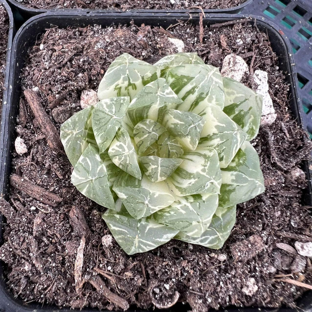 Haworthia obtuse Suzhou variegated Rare Succulent Live Plant Live Succulent Cactus