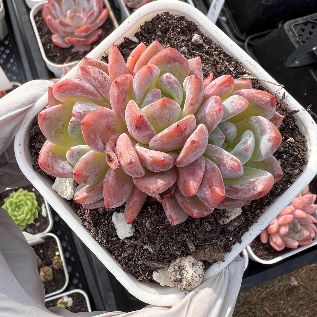 Echeveria pink angel Rare Succulent Live Plant Live Succulent Cactus