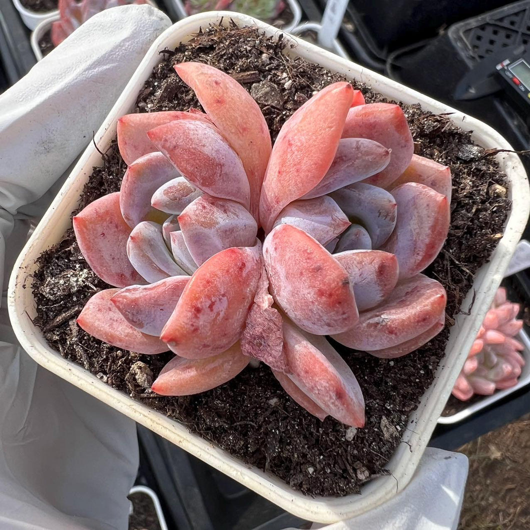 Echeveria monroe double head Rare Succulent Live Plant Live Succulent Cactus