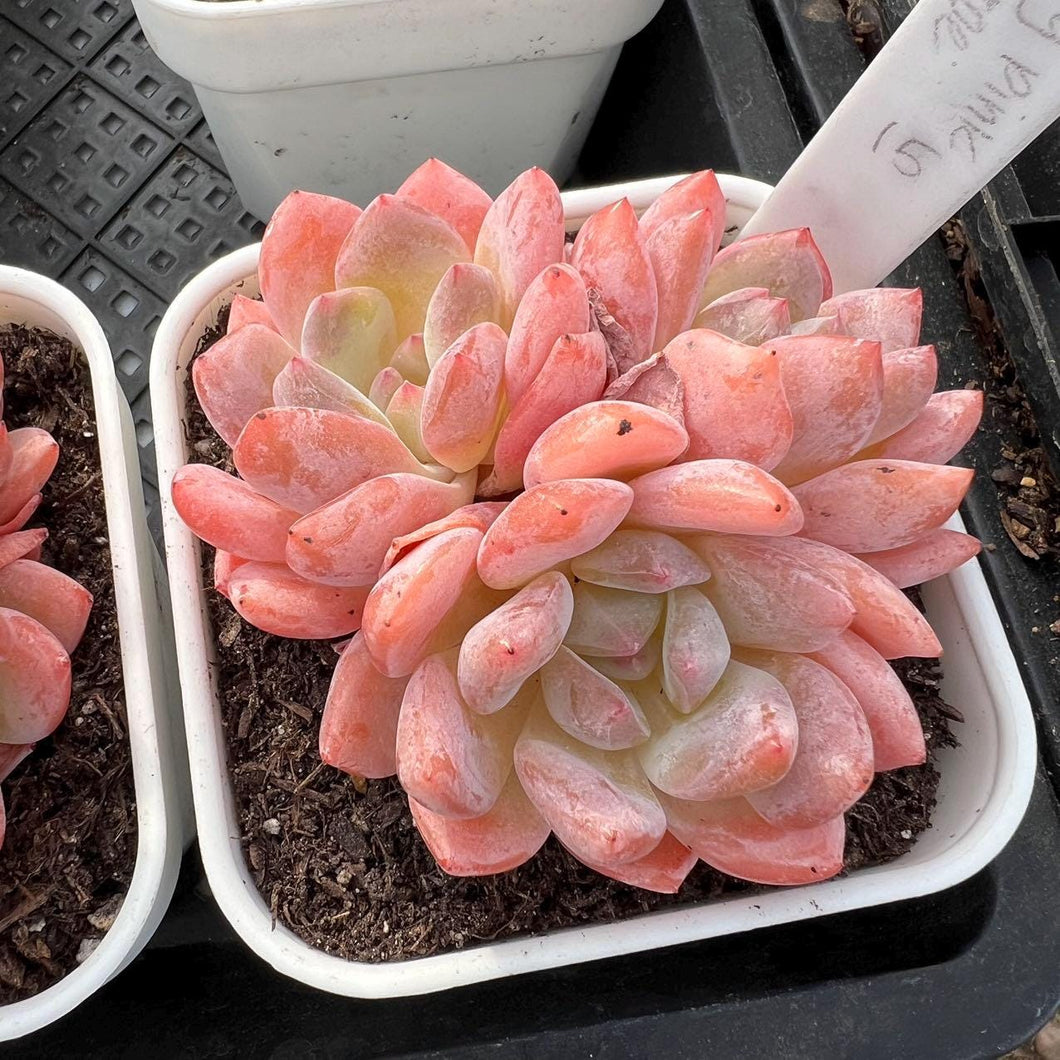 Echeveria jelly pink Monroe Rare Succulent Imported from Korea Live Plant Live Succulent