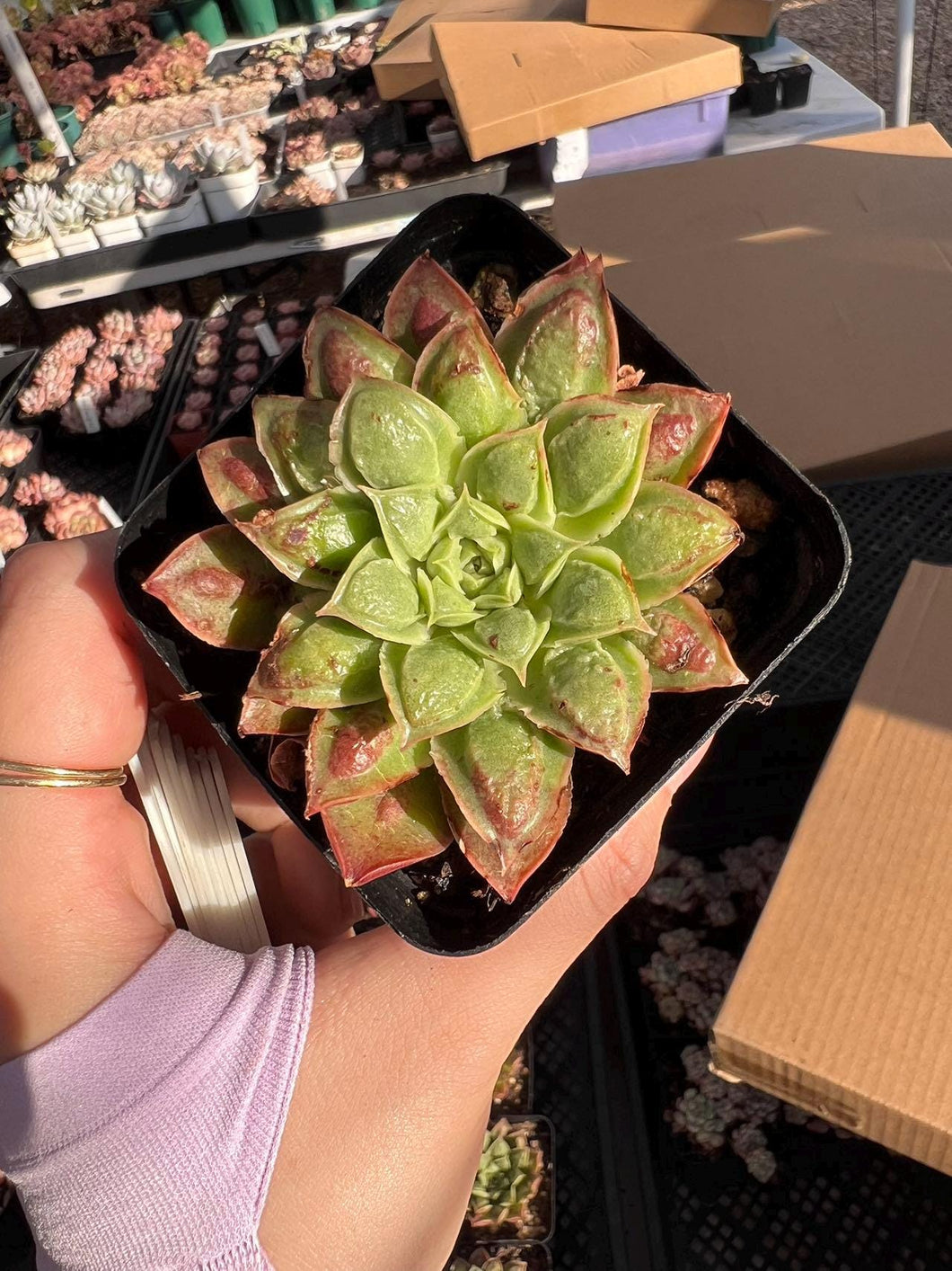 Echeveria longissima caruncle Rare Succulent Imported from Korea Live Plant Live Succulent