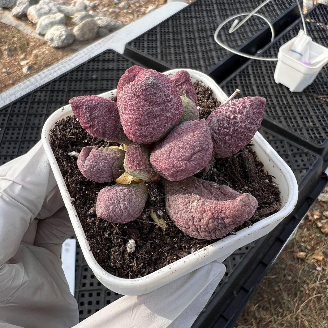 Adromischus Fubu Rare Succulent Live Plant Live Succulent Cactus