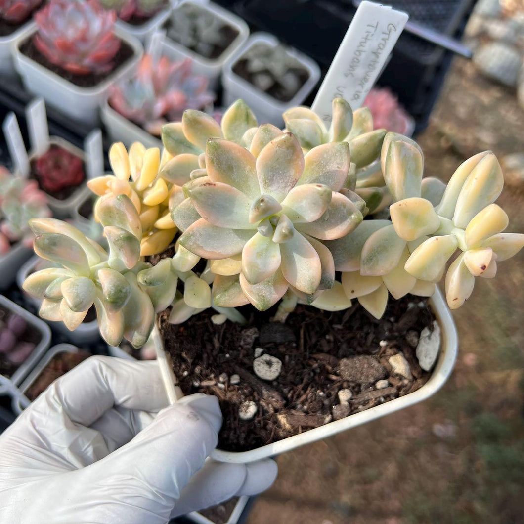 Graptoveria titubans variegated cluster Rare Succulent Live Plant Live Succulent Cactus