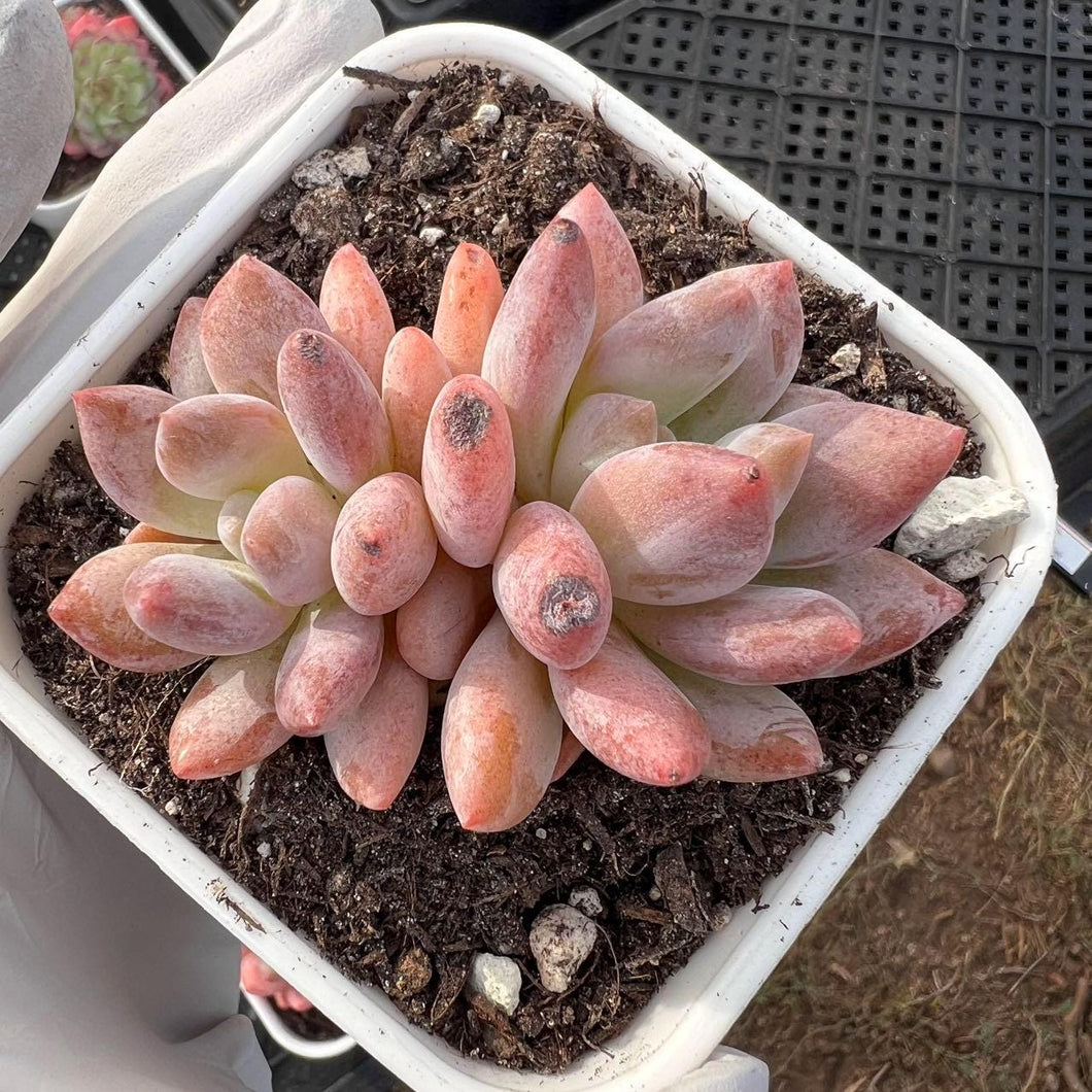 Pachyphytum oviferum x baby finger Rare Succulent Live Plant Live Succulent Cactus