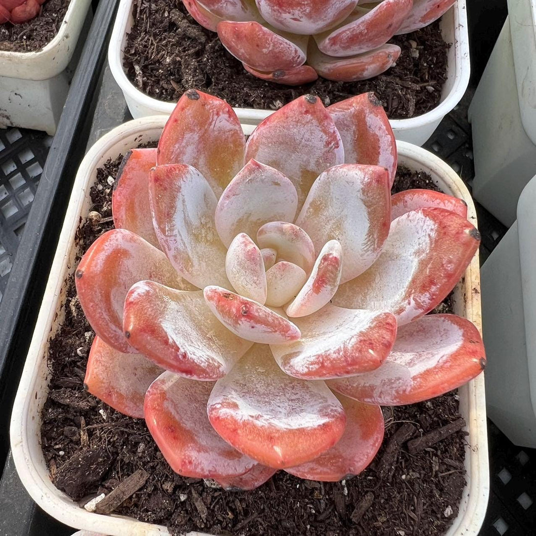 Echeveria laui x monroe Rare Succulent Imported from Korea Live Plant Live Succulent