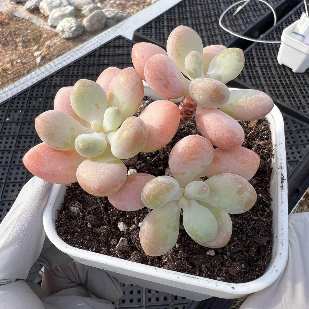 Pachyphytum Jenni beauty Rare Succulent Imported from Korea Live Plant Live Succulent