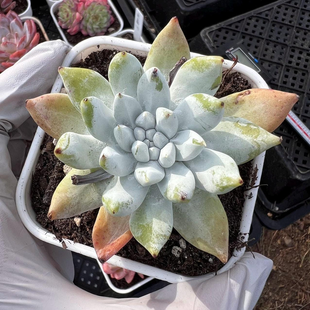 Dudleya pachyphytum x nubigena Rare Succulent Live Plant Live Succulent Cactus