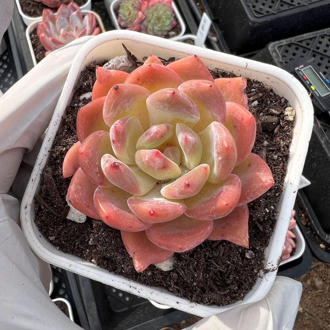 Echeveria snow angel Rare Succulent Live Plant Live Succulent Cactus