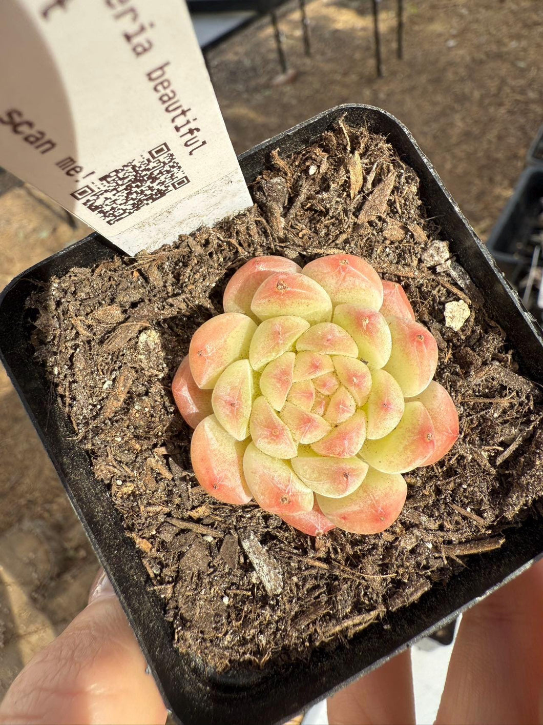 Echeveria beautiful heart Rare Succulent Live Plant Live Succulent Cactus