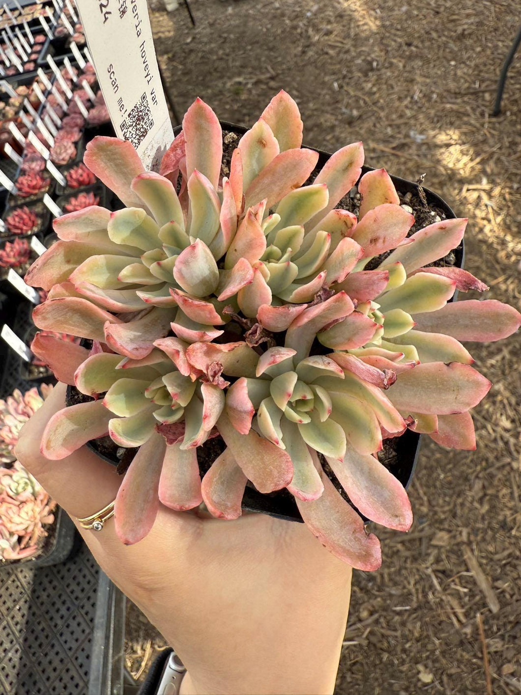 Echeveria hoveyi variegated Rare Succulent Live Plant Live Succulent Cactus