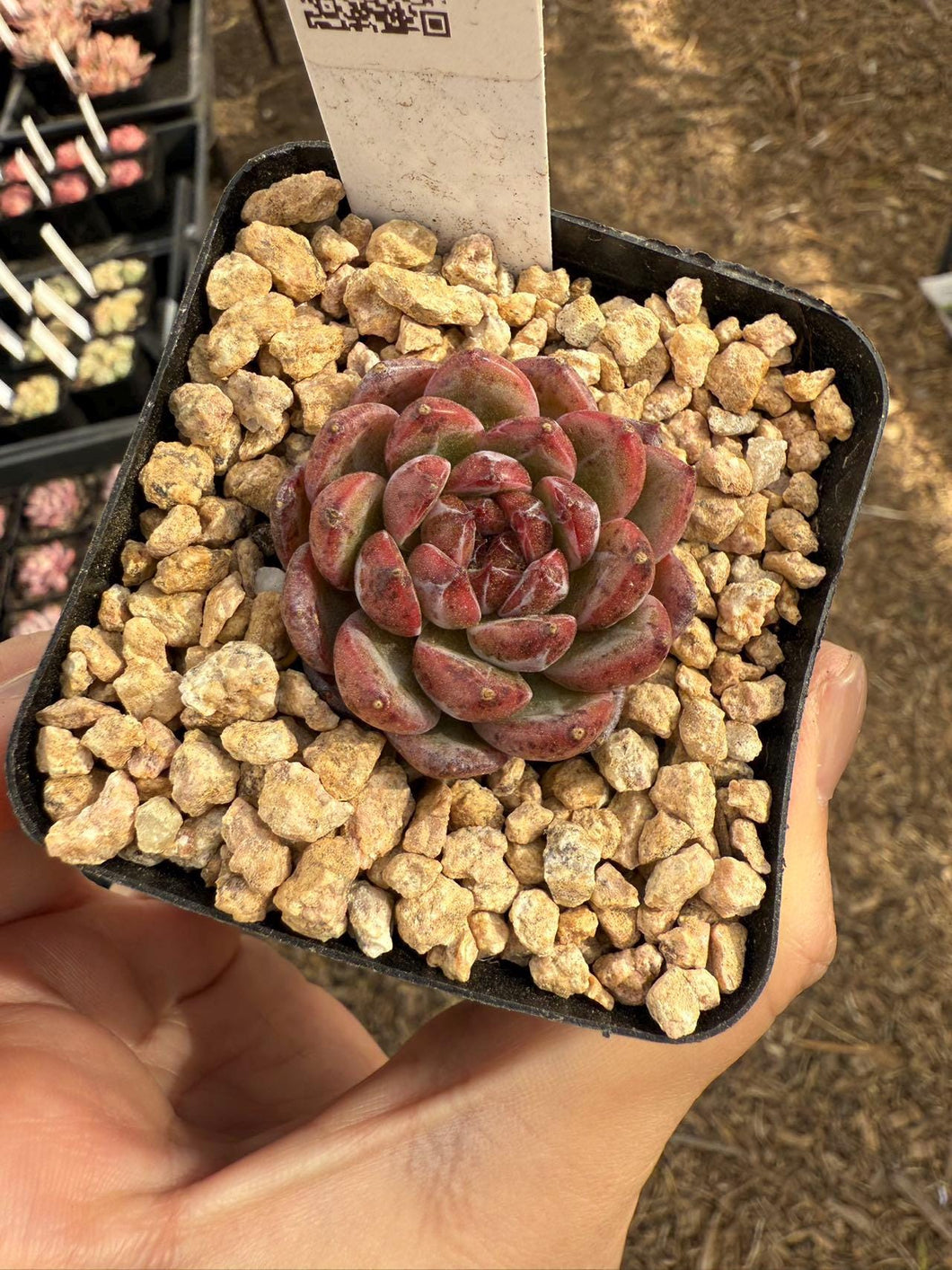 Echeveria Liquor Chocolate Rare Succulent Live Plant Live Succulent Cactus