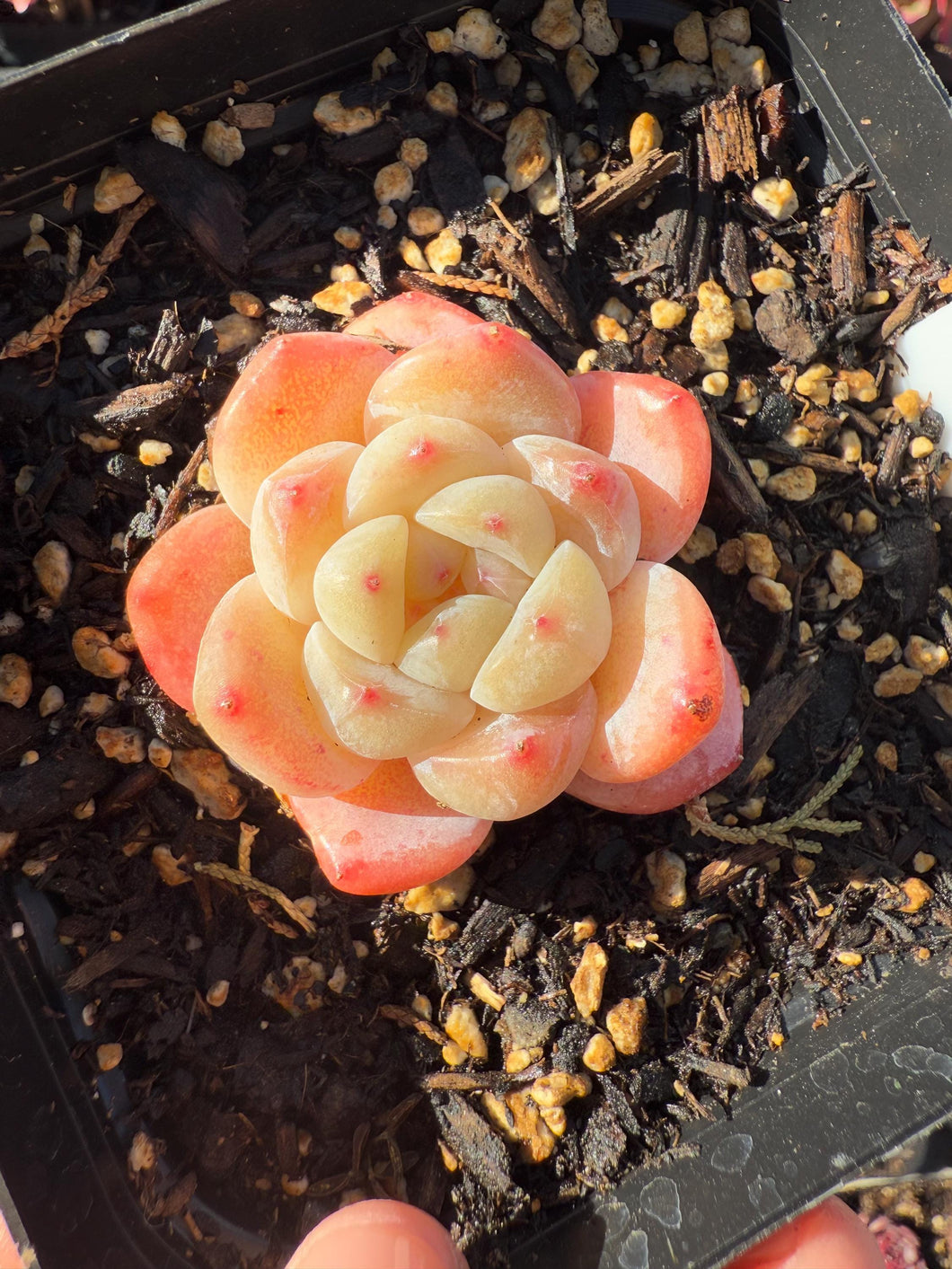 Echeveria autumn white dew Rare Succulent Live Plant Live Succulent Cactus