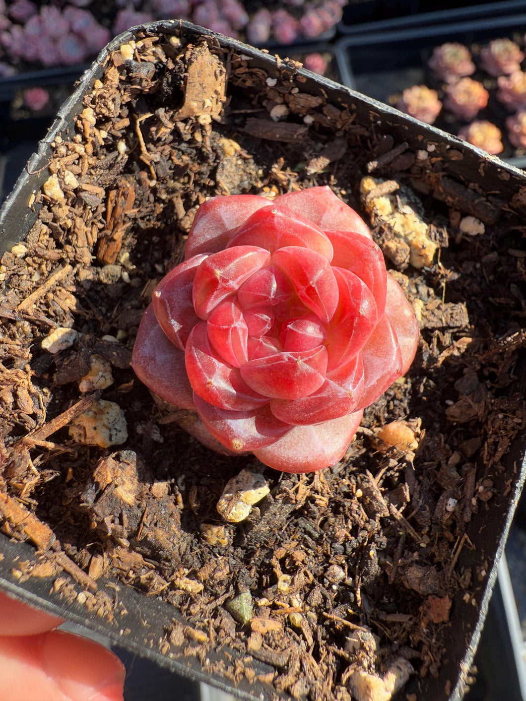 Echeveria round leaf angel Rare Succulent Live Plant Live Succulent Cactus