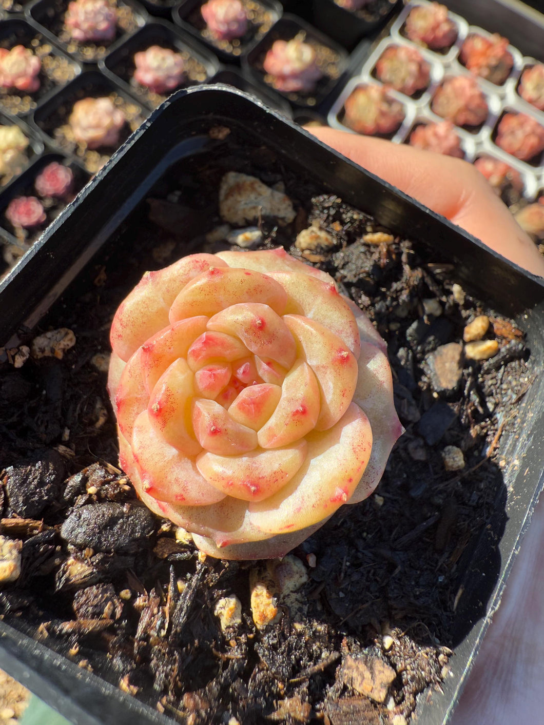 Echeveria touch me not Rare Succulent Live Plant Live Succulent Cactus