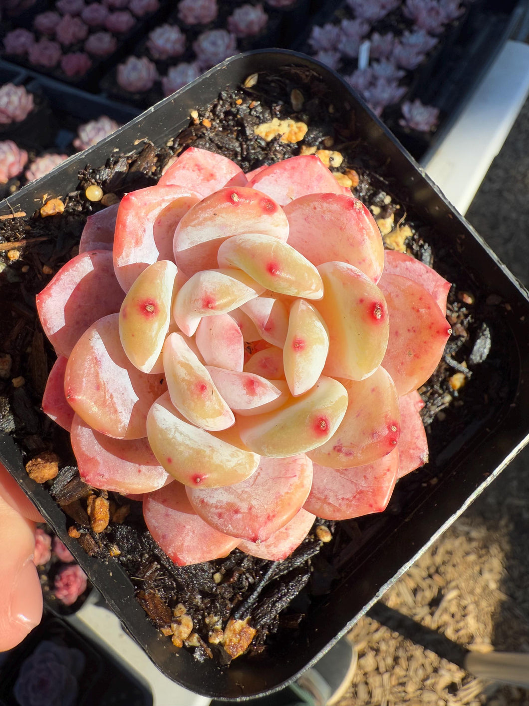 Echeveria snow angel pink form Rare Succulent Live Plant Live Succulent Cactus