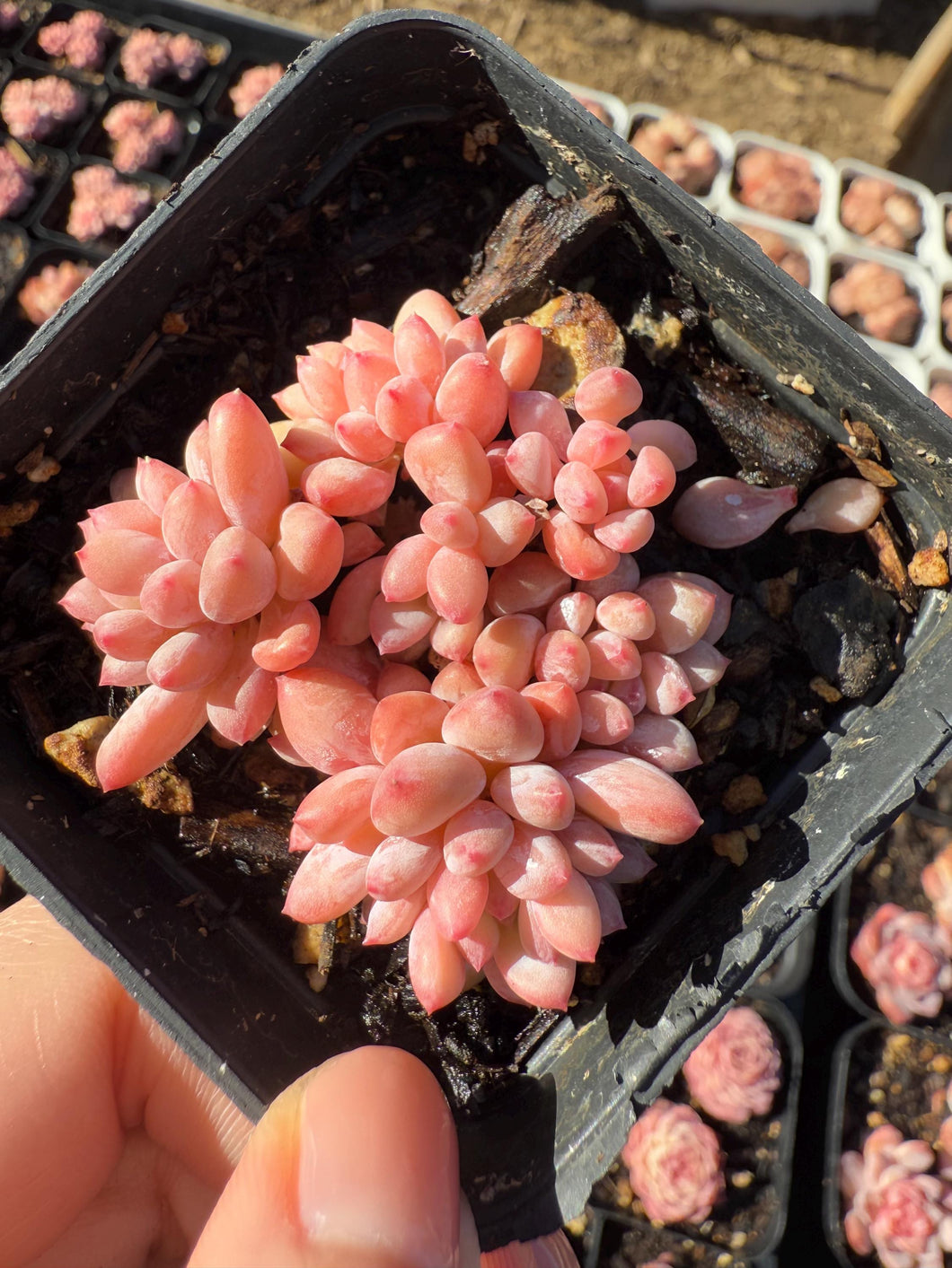 Echeveria ice cream Rare Succulent Live Plant Live Succulent Cactus