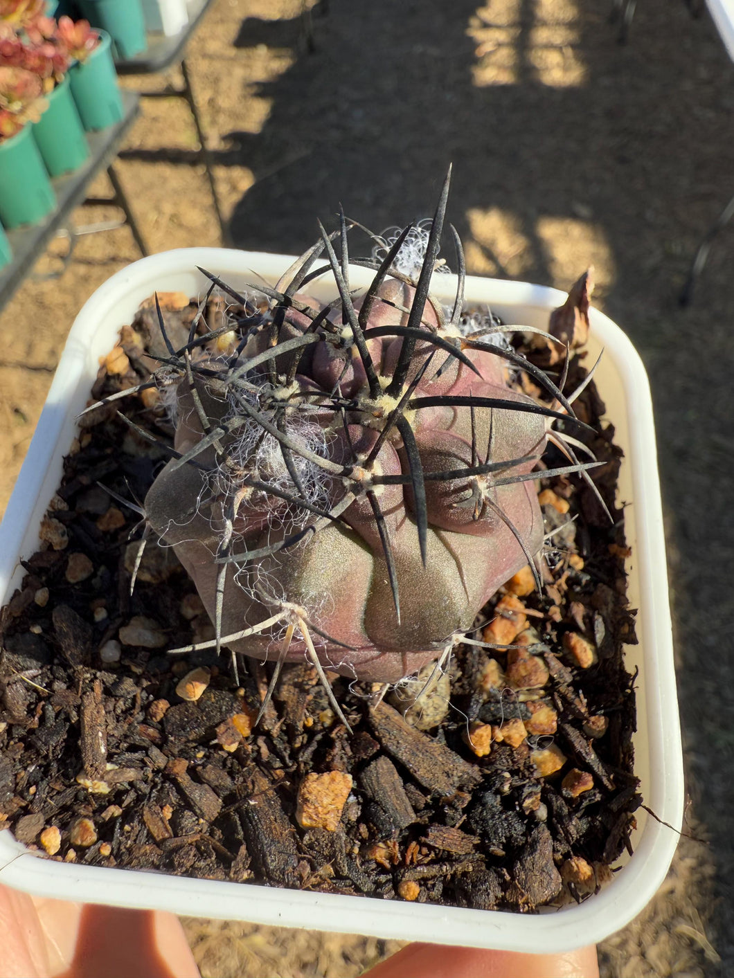 Copiapoa dura Rare Succulent Live Plant Live Succulent Cactus